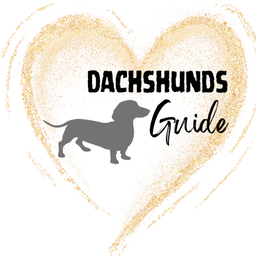 Dachshunds Guide