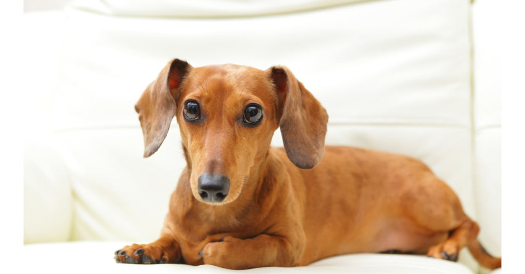 Dachshund shedding