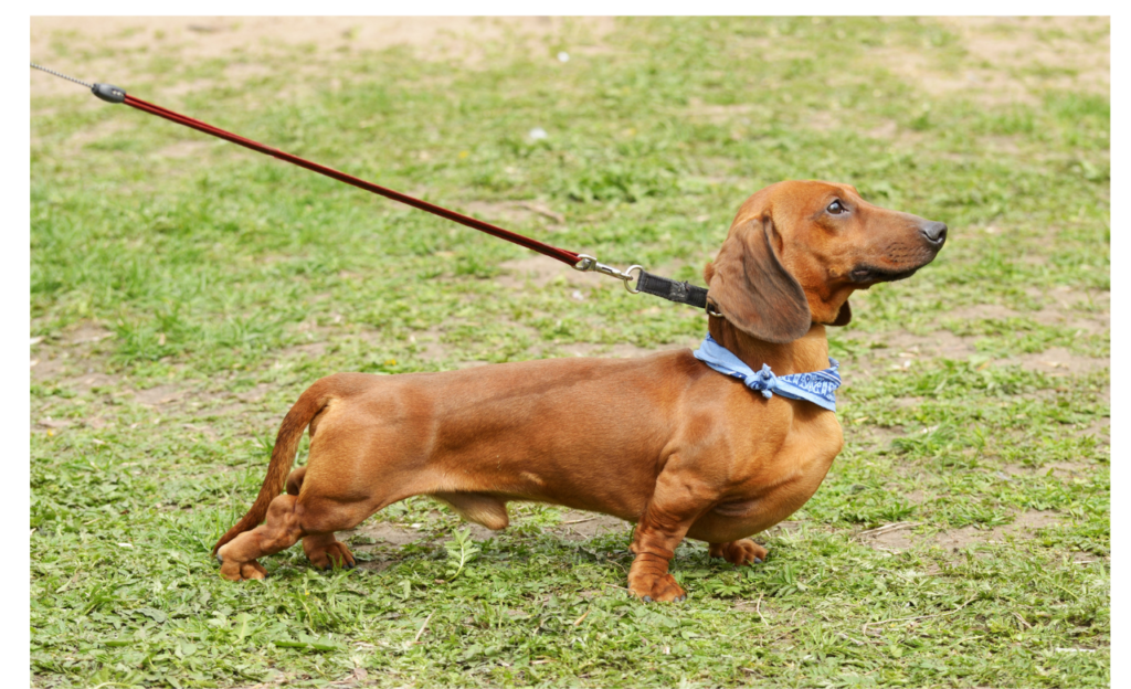 Dachshunds Used to Hunt Badgers