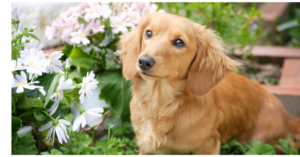 Easy Steps to know Your Dachshund