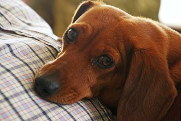 why you shouldn't get a dachshund