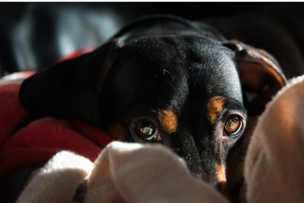 Why Does Dachshund Lick So Much