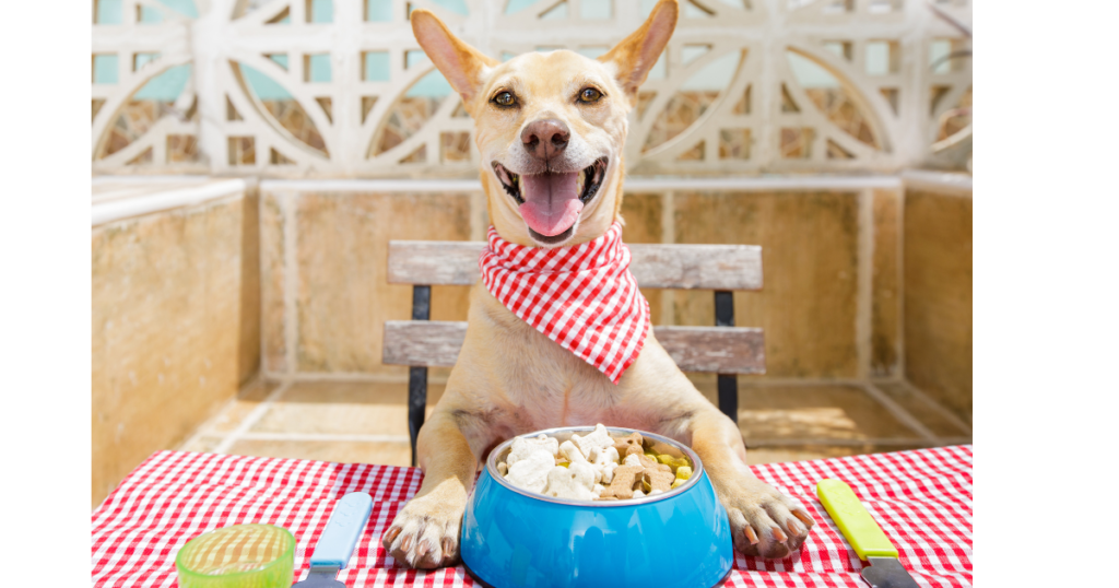 The Best Food for a Dachshund Puppies