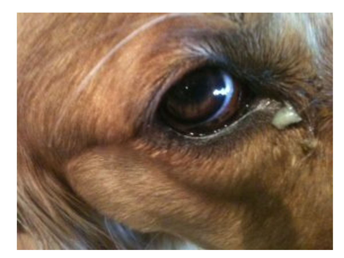 discharge eyes in dogs